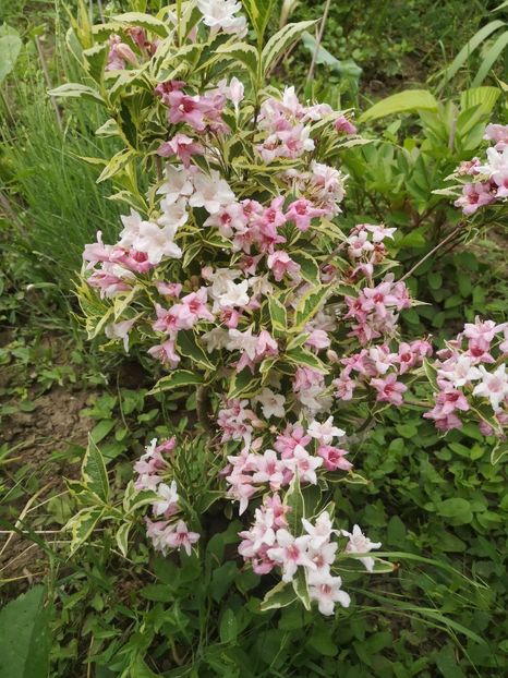 wegella variegat - arbori ornamentali 2021