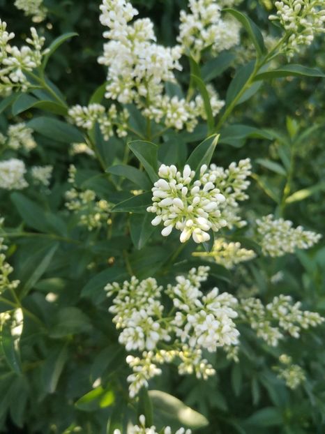 lemn cainesc - arbori ornamentali 2021