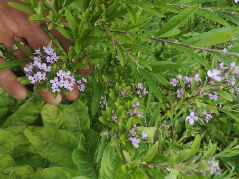  - arbori ornamentali 2021