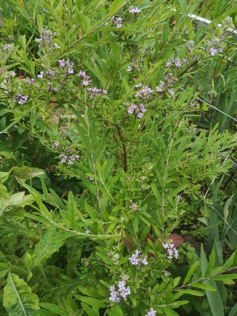  - arbori ornamentali 2021