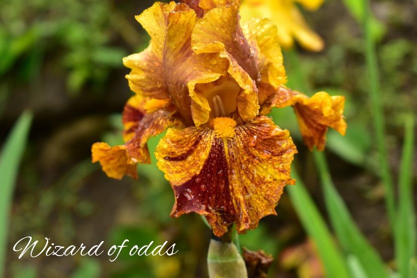 AddText_05-28-02.06.04 - Iriși 2021