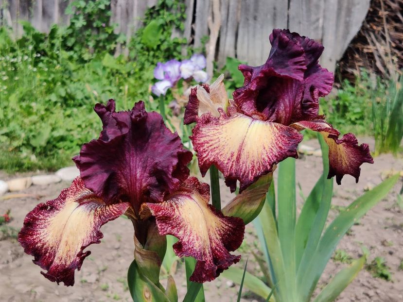 Ostentatious - Iris germanica_barbosi