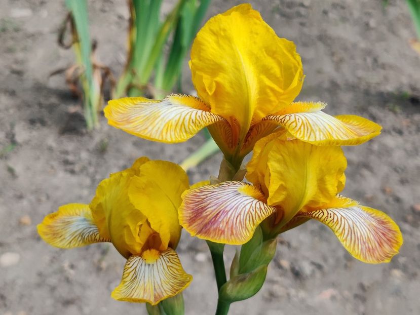 Brown's mutant - Irisi pitici1