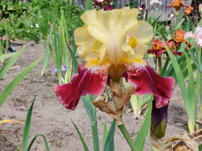 Ziggy in soare - Iris germanica_barbosi