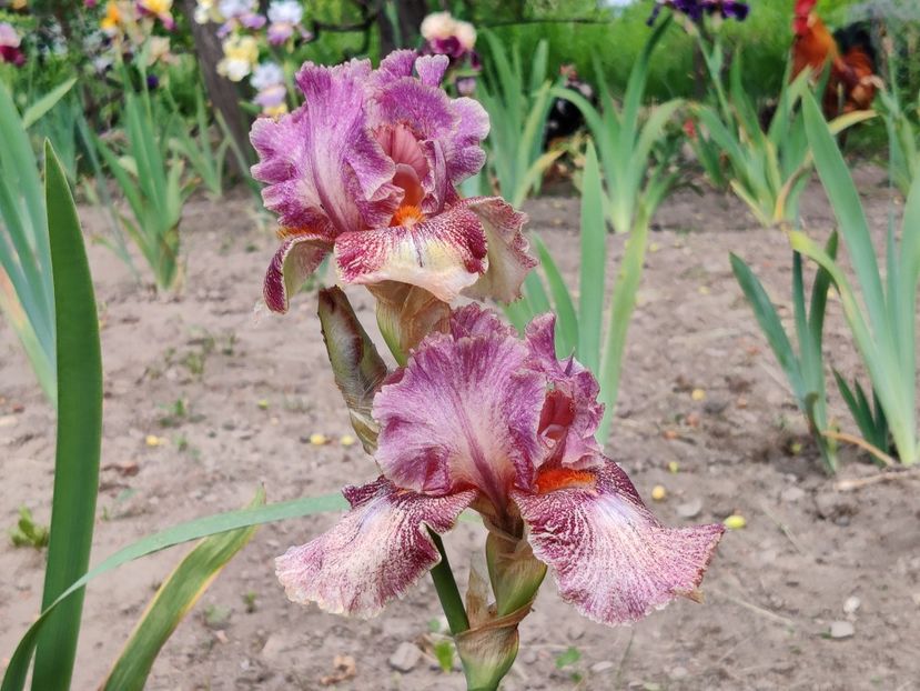 Queen in calico - Iris germanica_barbosi