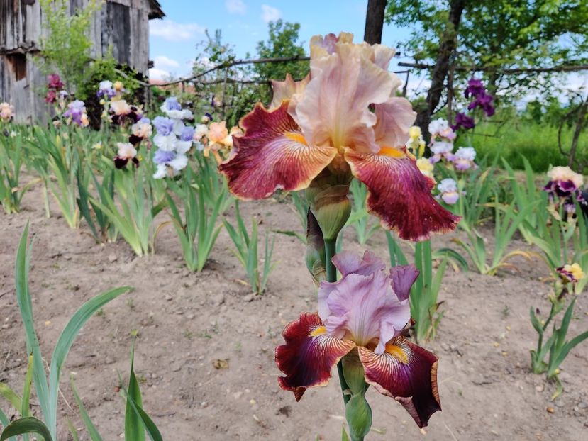 Wisteria lane - Iris germanica_barbosi