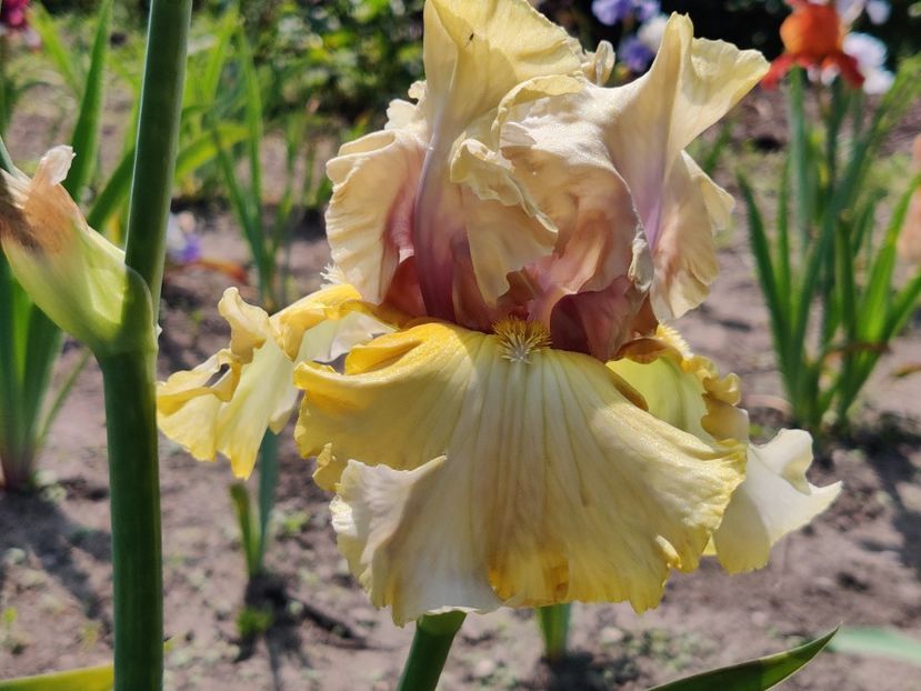 Trade secret - Iris germanica_barbosi