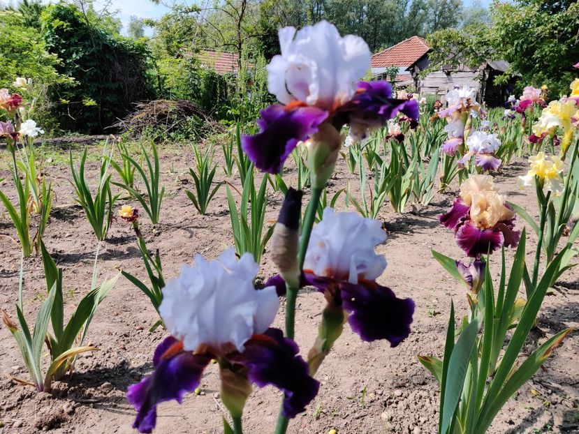  - Iris germanica_barbosi