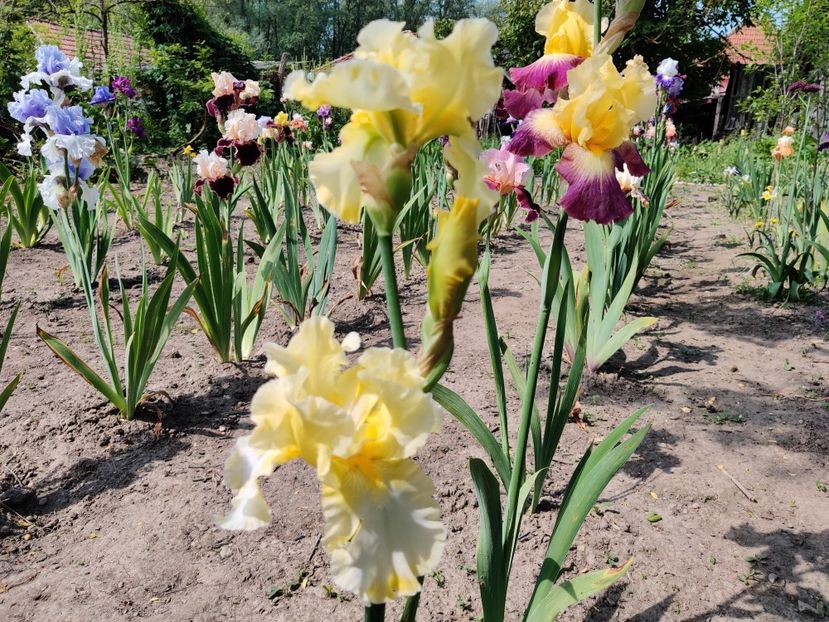 Limelighter și Lightshine - Iris germanica_barbosi