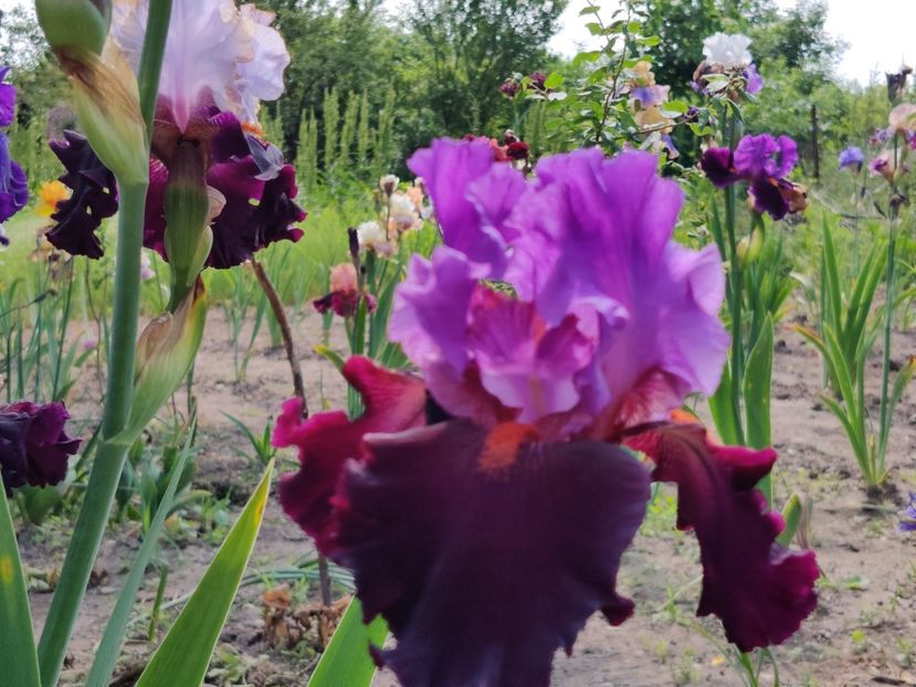 Romantic evening - Iris germanica_barbosi