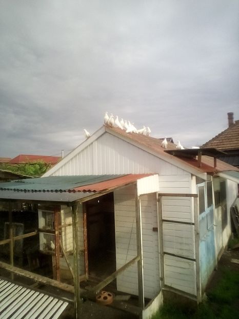  - Birmingham roller albi 2021