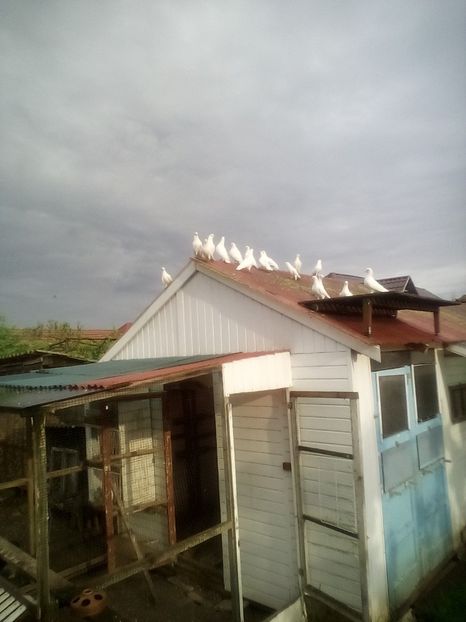  - Birmingham roller albi 2021