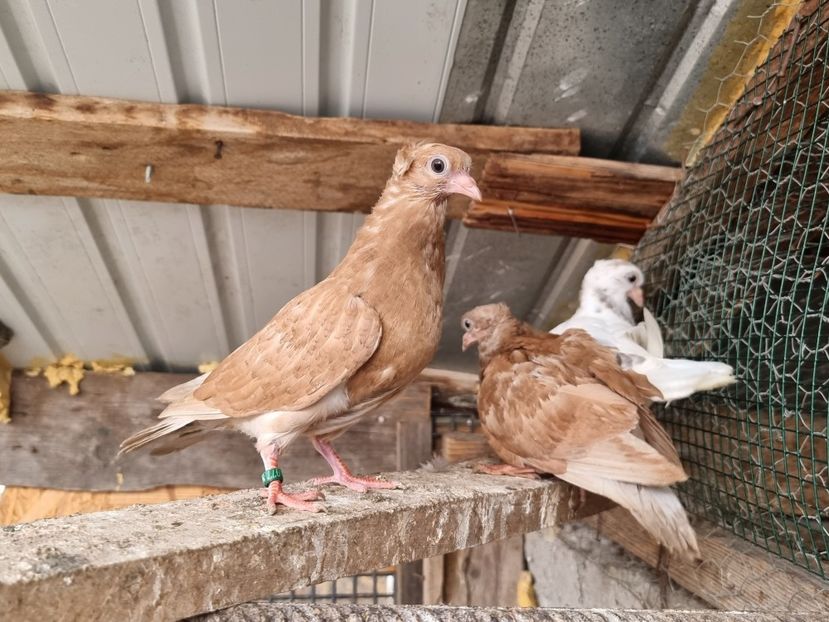  - 5-Jucatori de Amara