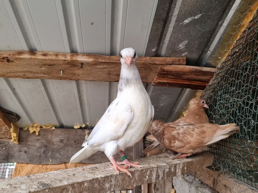  - 5-Jucatori de Amara