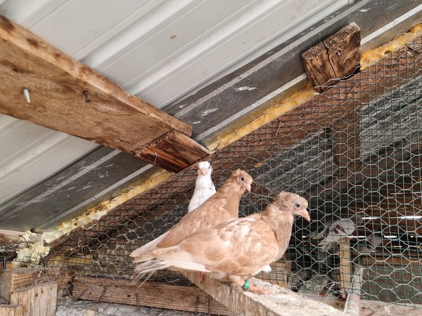  - 5-Jucatori de Amara