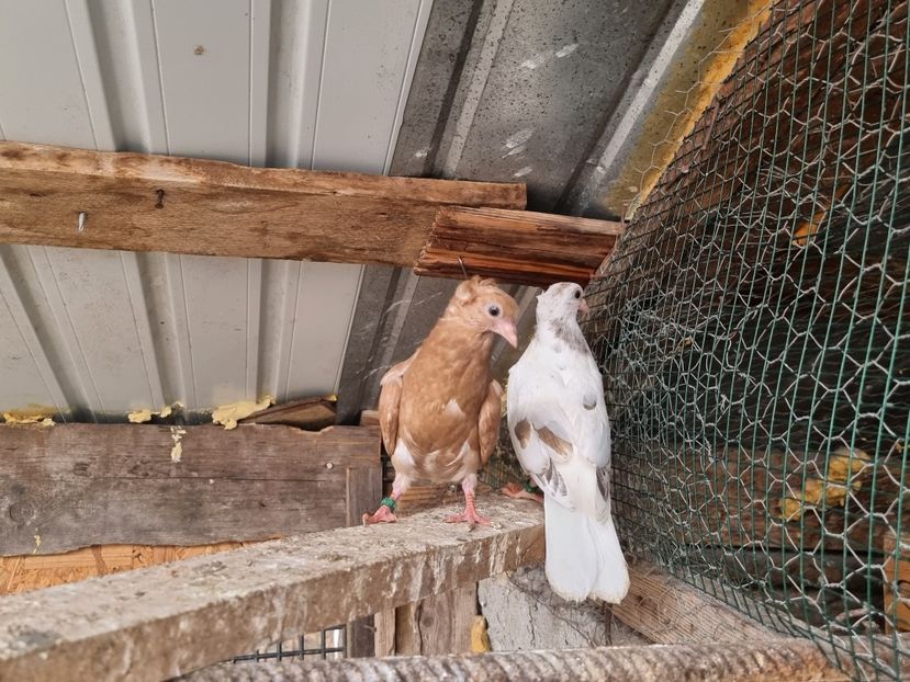  - 5-Jucatori de Amara