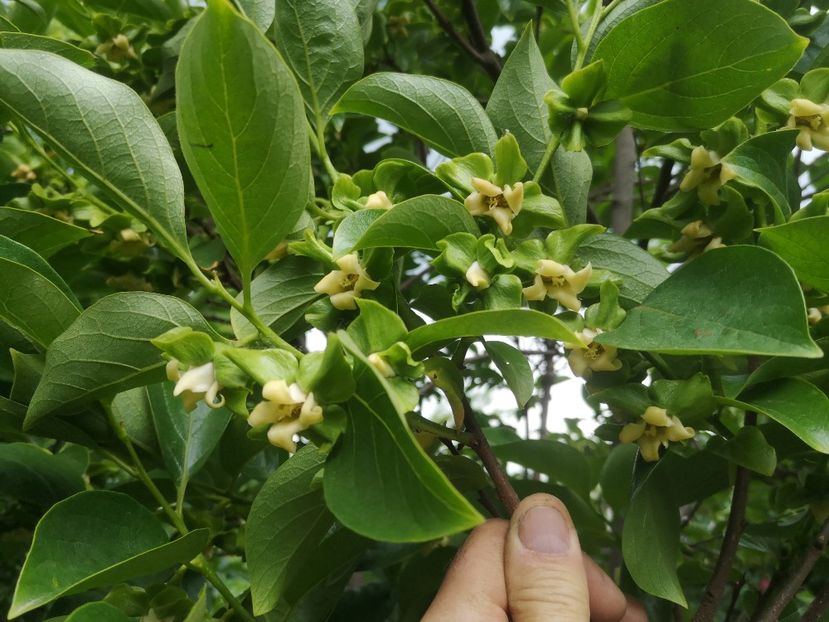 flori kaki Vaniglia - Arbori fructiferi 2021