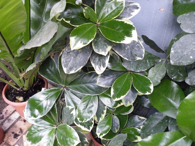 corynocarpus variegat - 2021
