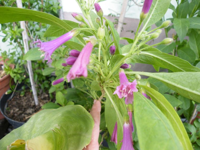 iochroma rosa lila - 2021