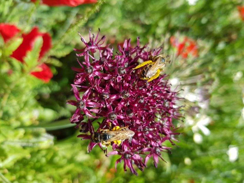  - Allium 2020 21 22
