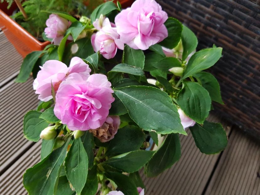  - Sporul casei 2018 21