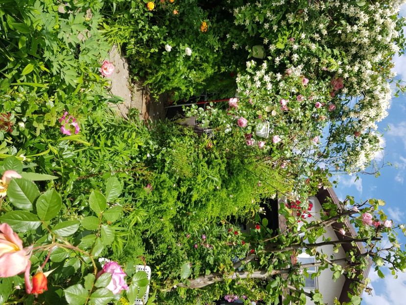  - Arbuști 2021-2023