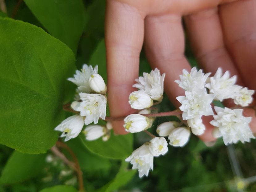  - Arbuști 2021-2023