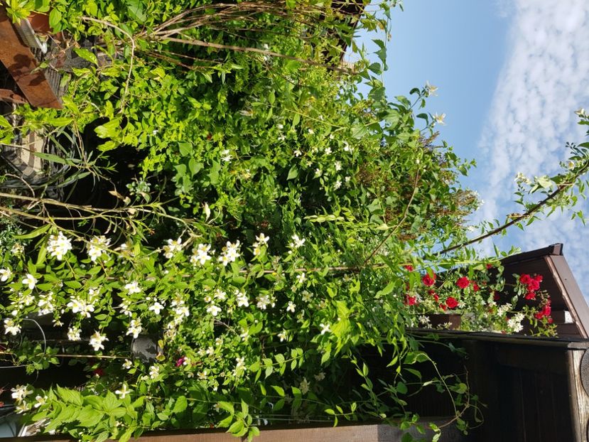  - Arbuști 2021-2023