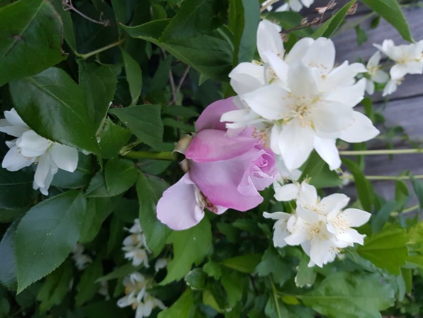  - Arbuști 2021-2023