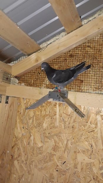 Screenshot_20210528-203718_Gallery - Porumbei