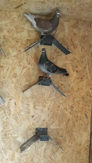 Screenshot_20210528-203610_Gallery - Porumbei