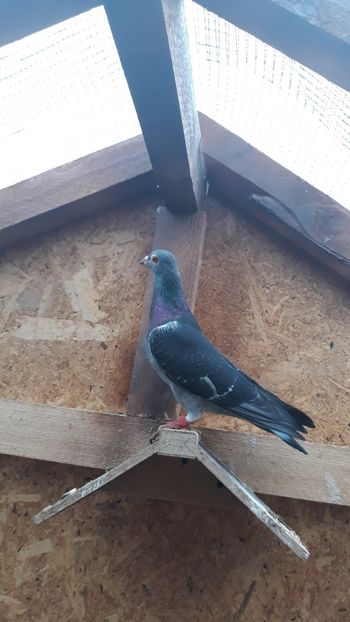 Screenshot_20210528-203602_Gallery - Porumbei