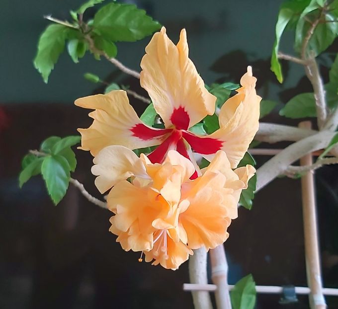 El Capitolio sport of sport 28.05 - Hibiscusi 2021