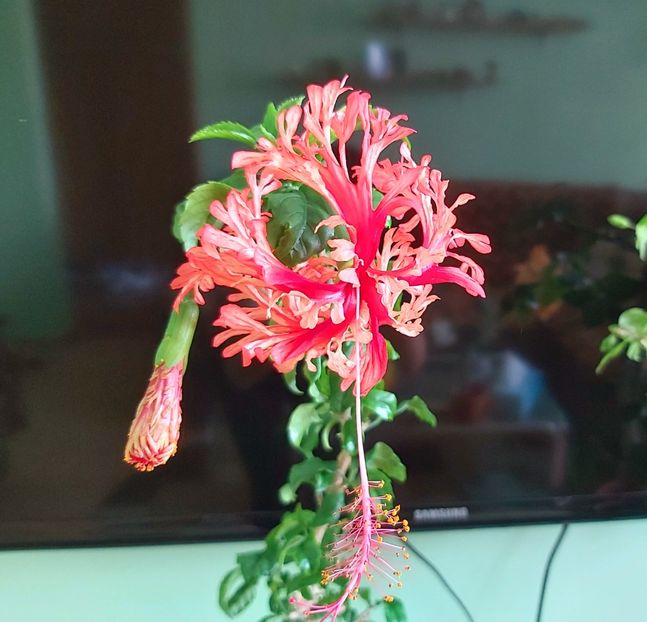 Fort du France - Hibiscusi 2021