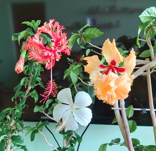 Schizopetalus, Swan Lake, El Capitolio sport of sport - Hibiscusi 2021