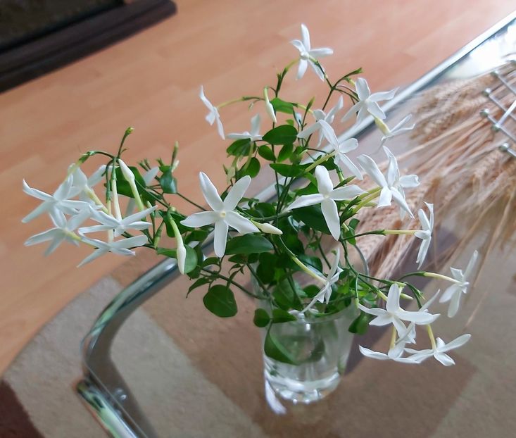 28.05 - Jasmin - Iasomie