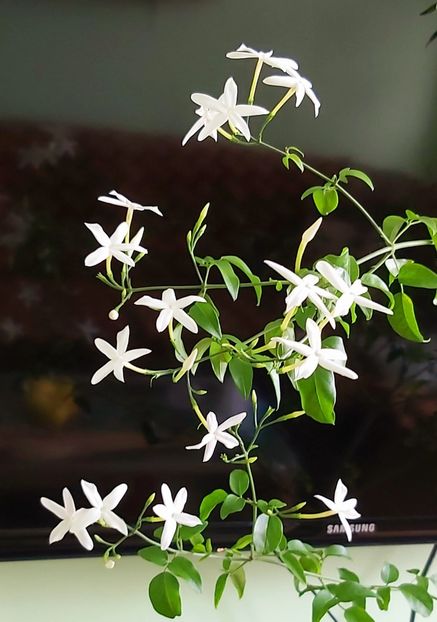 Jasminum azoricum 28.05 - Jasmin - Iasomie