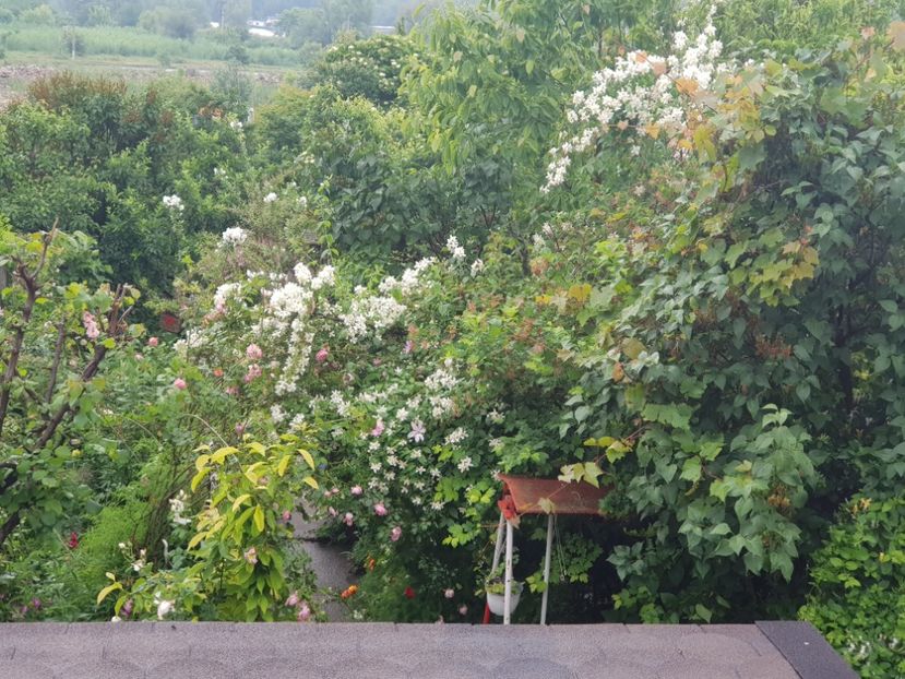  - Arbuști 2021-2023