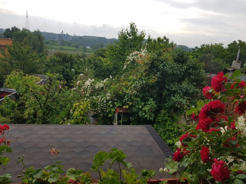  - Arbuști 2021-2023