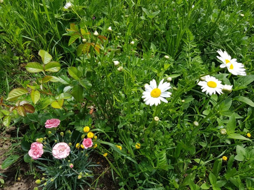  - Vara la baltă 2021