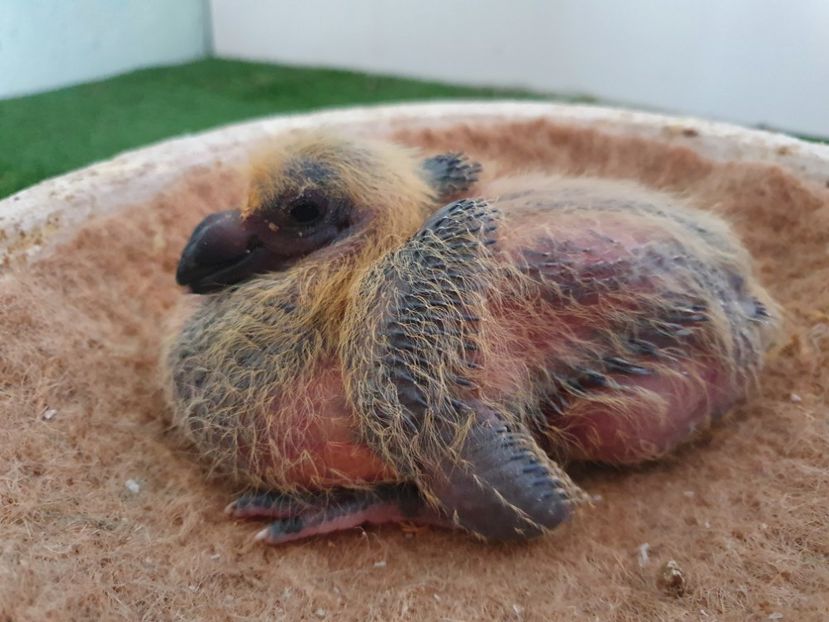 Din randunika - Pui 2021