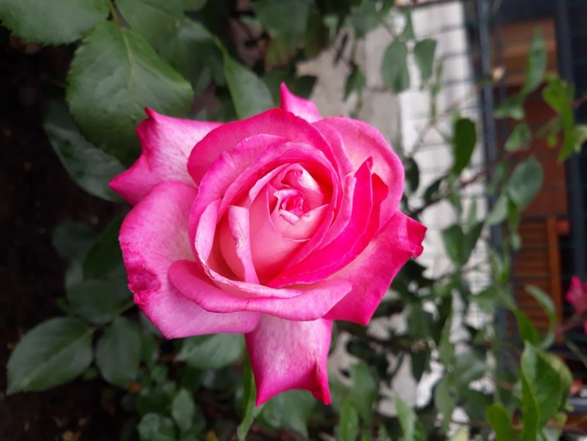  - Flori de primava 2021