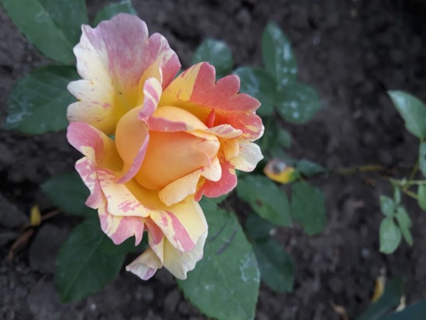  - Flori de primava 2021