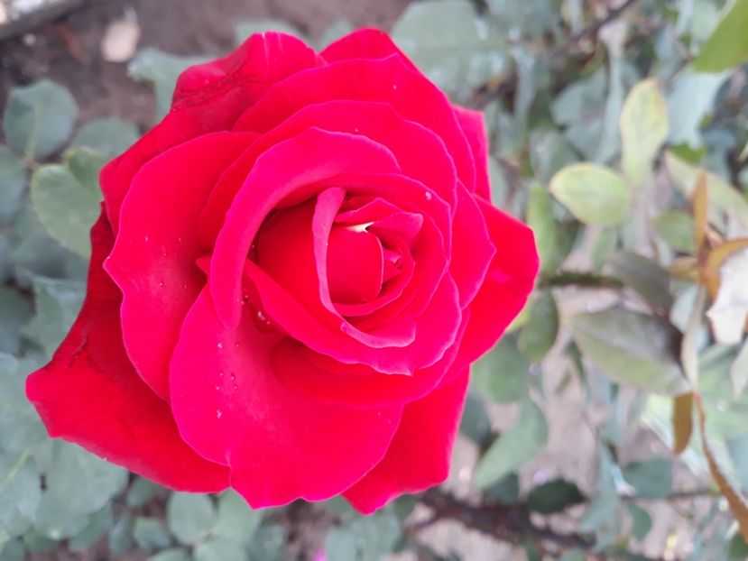  - Flori de primava 2021