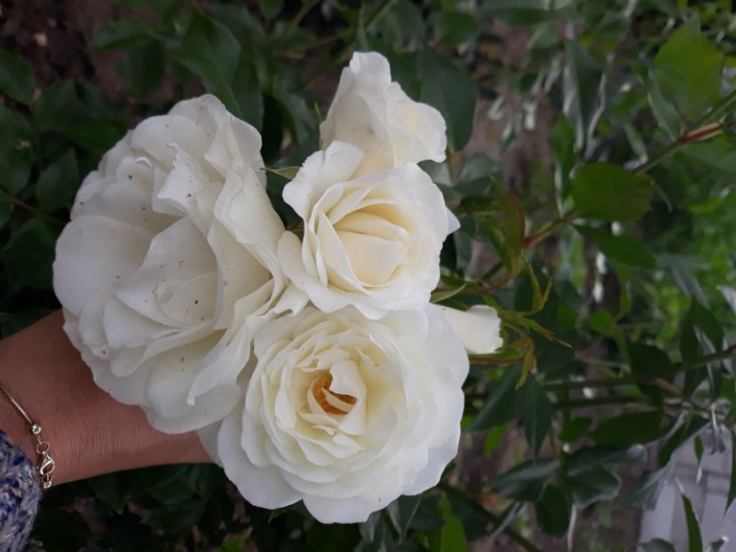  - Flori de primava 2021