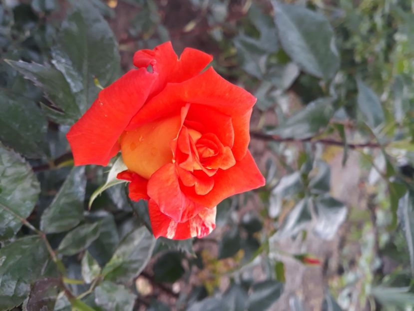  - Flori de primava 2021