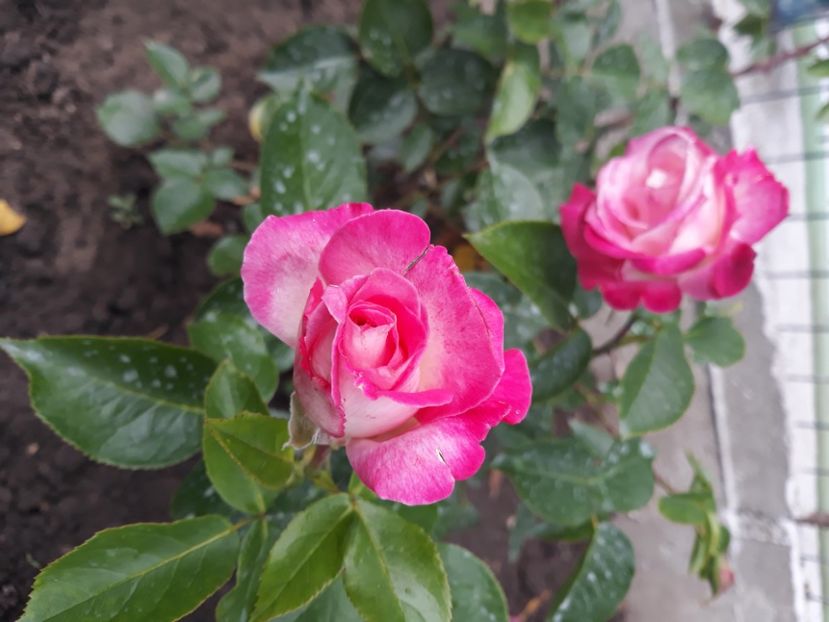  - Flori de primava 2021