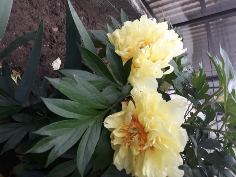  - Flori de primava 2021