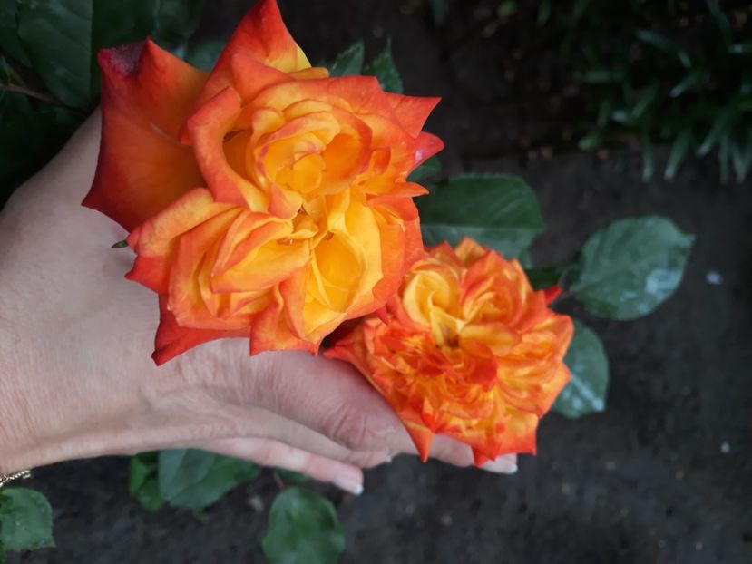  - Flori de primava 2021