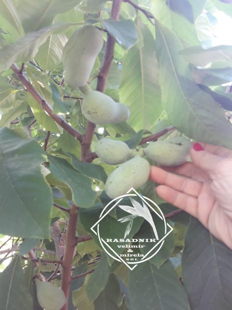 paw-paw1 - PAW-PAW PRIMA banan de gradina